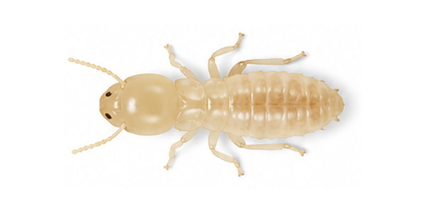 Termite Pest Control Services Raleigh NC - Arid Land Subterranean Termite