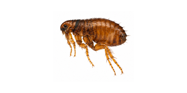 Flea Pest Control Services Raleigh NC - Cat Flea