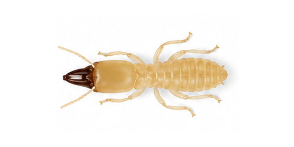 Termite Pest Control Services Raleigh NC - Dark Southeastern Subterranean Termite