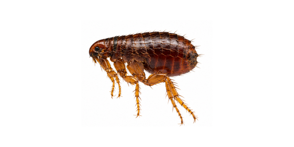 Flea Pest Control Services Raleigh NC - Dog Flea