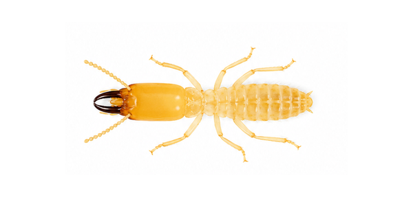 Termite Pest Control Services Raleigh NC - Eastern Subterranean Termite