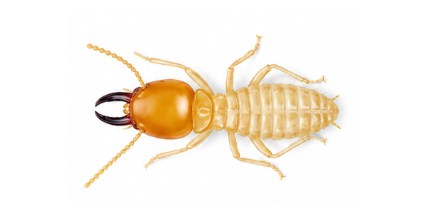 Termite Pest Control Services Raleigh NC - Formosan Subterranean Termite