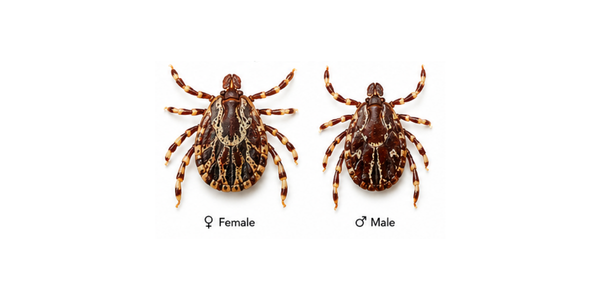 Tick Pest Control Services Raleigh NC - Gulf Coast Tick
