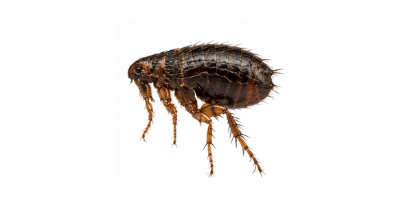 Flea Pest Control Services Raleigh NC - Oriental Rat Flea