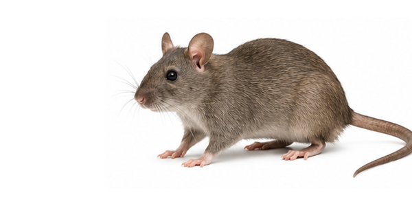 Rodent Control Services Raleigh NC - Roof Rat