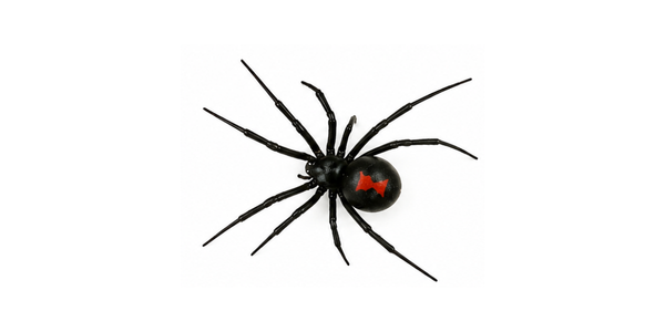 Spider Pest Control Services Raleigh NC - Black Widow Spider