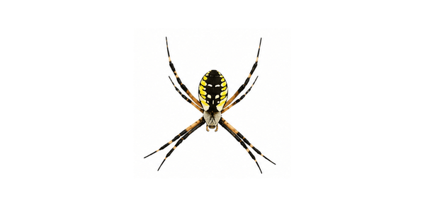 Spider Pest Control Services Raleigh NC - Black and Yellow Garden Spider