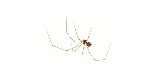 Spider Pest Control Services Raleigh NC - Cellar Spider