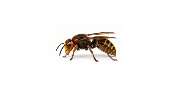 Stinging Pest Control Services Raleigh NC - Hornets