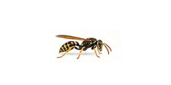 Stinging Pest Control Services Raleigh NC - Wasps