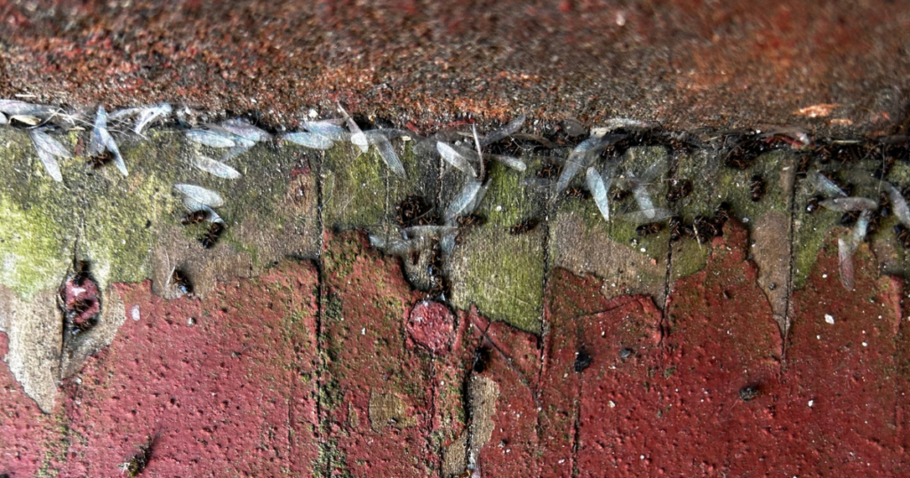 Discarded termite wings on a porch in Raleigh NC