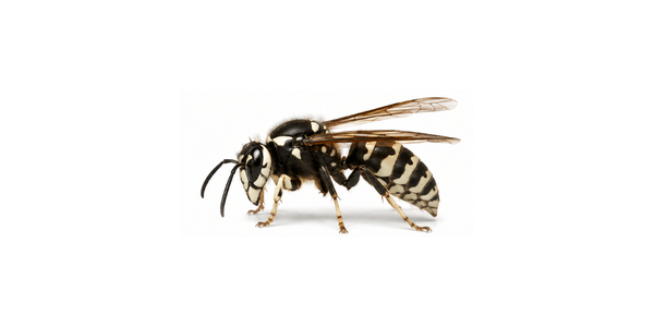 Bald-faced hornet | Hornet Pest Control Services