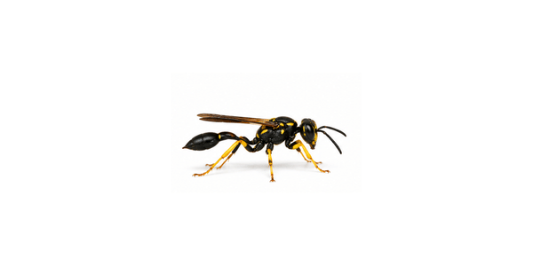 Black and Yellow Mud Dauber | Wasp Pest Control Services