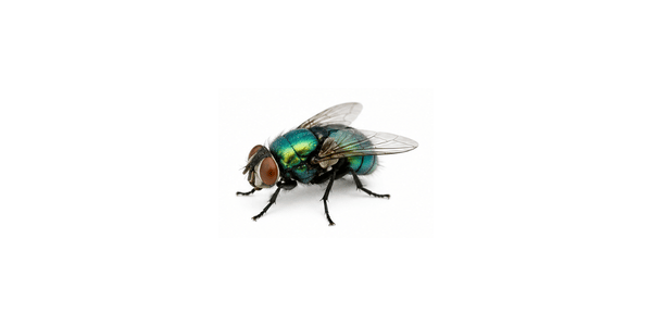Blow Fly | Fly Pest Control Services