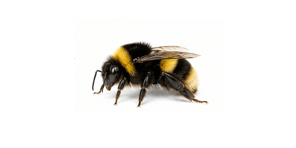 bumble bee | bee pest control services