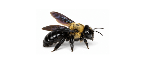 carpenter bee | bee pest control services