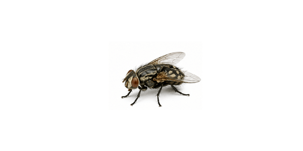 Cluster Fly | Fly Pest Control Services