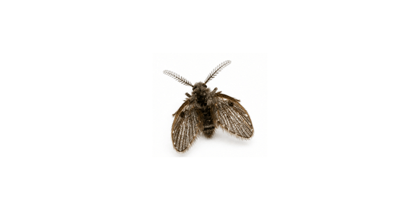 Drain Fly | Fly Pest Control Services
