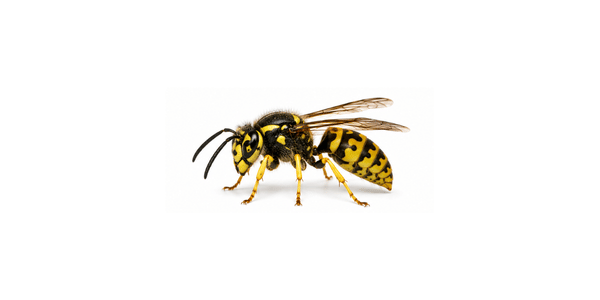 Eastern Yellow Jacket | Yellow Jacket Pest Control Services
