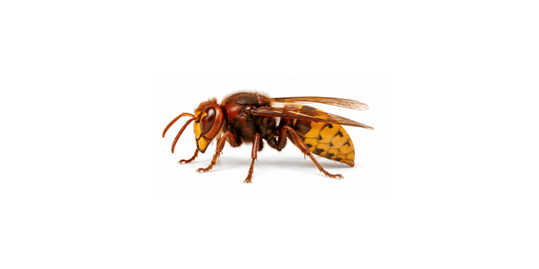 European hornet | Hornet Pest Control Services