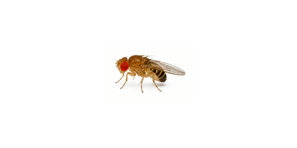 Fruit Fly | Fly Pest Control Services
