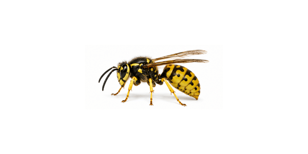 Garman Yellow Jacket | Yellow Jacket Pest Control Services
