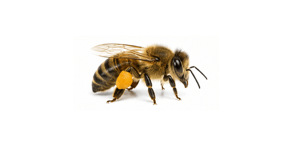honey bee | bee pest control services