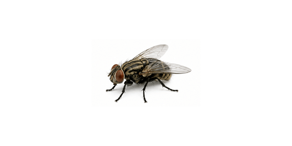 House Fly | Fly Pest Control Services