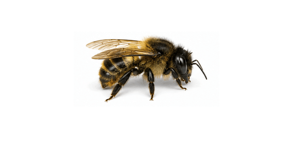 mason bee | bee pest control services