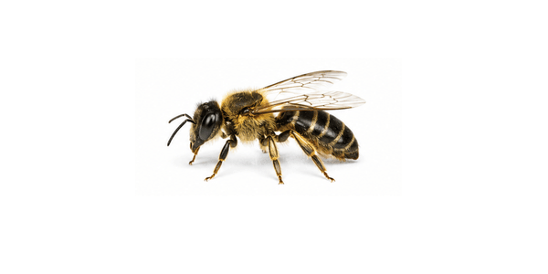 mining bee | bee pest control services