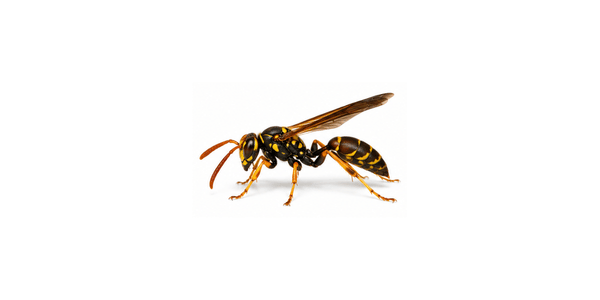 Northern Paper Wasp | Wasp Pest Control Services