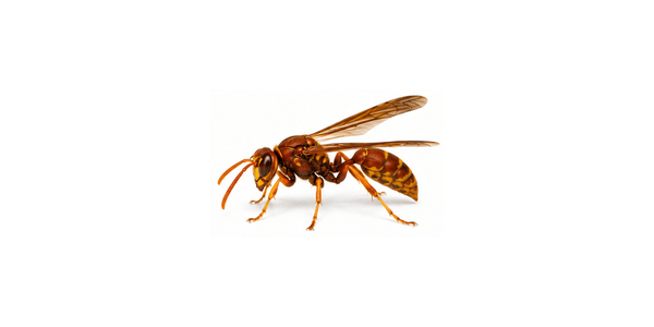 Red Paper Wasp | Wasp Pest Control Services