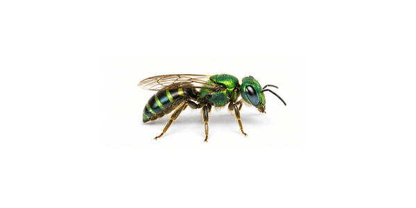 sweat bee | bee pest control services