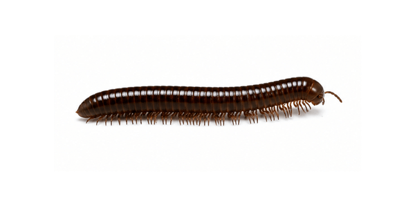 Garden Millipede | Millipede Control Services