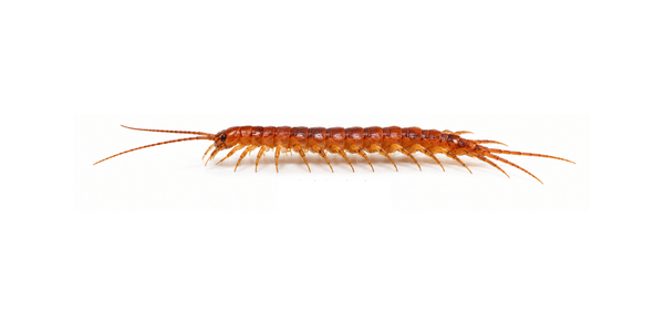 Bark Centipede | Centipede Control Services
