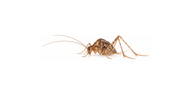 Camel Cricket - Cricket Control Services