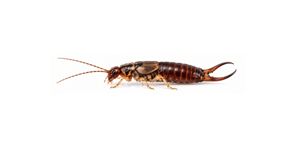 European Earwig - Earwig Control Services