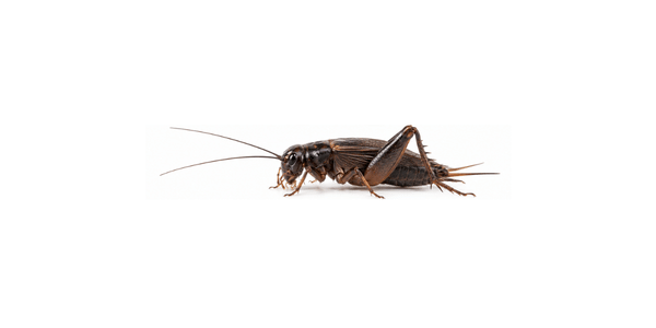 Field Cricket - Cricket Control Services