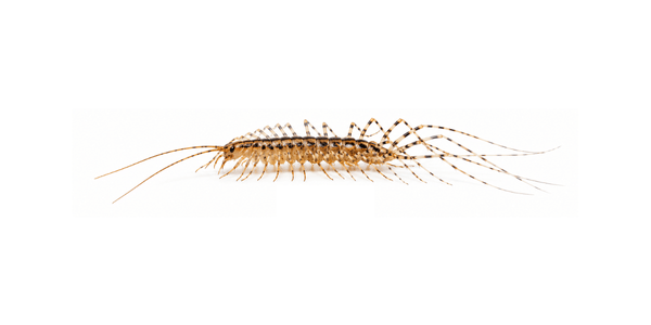 House Centipede | Centipede Control Services