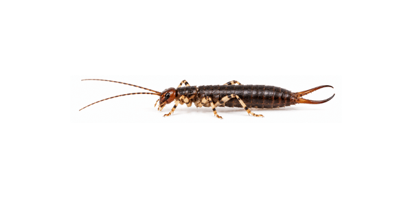 Ring-Legged Earwig - Earwig Control Services