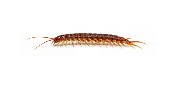 Stone Centipede | Centipede Control Services
