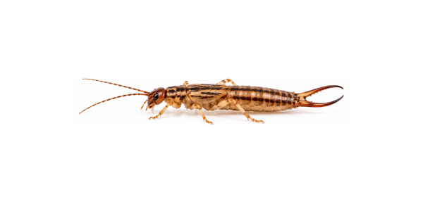 Striped Earwig - Earwig Control Services
