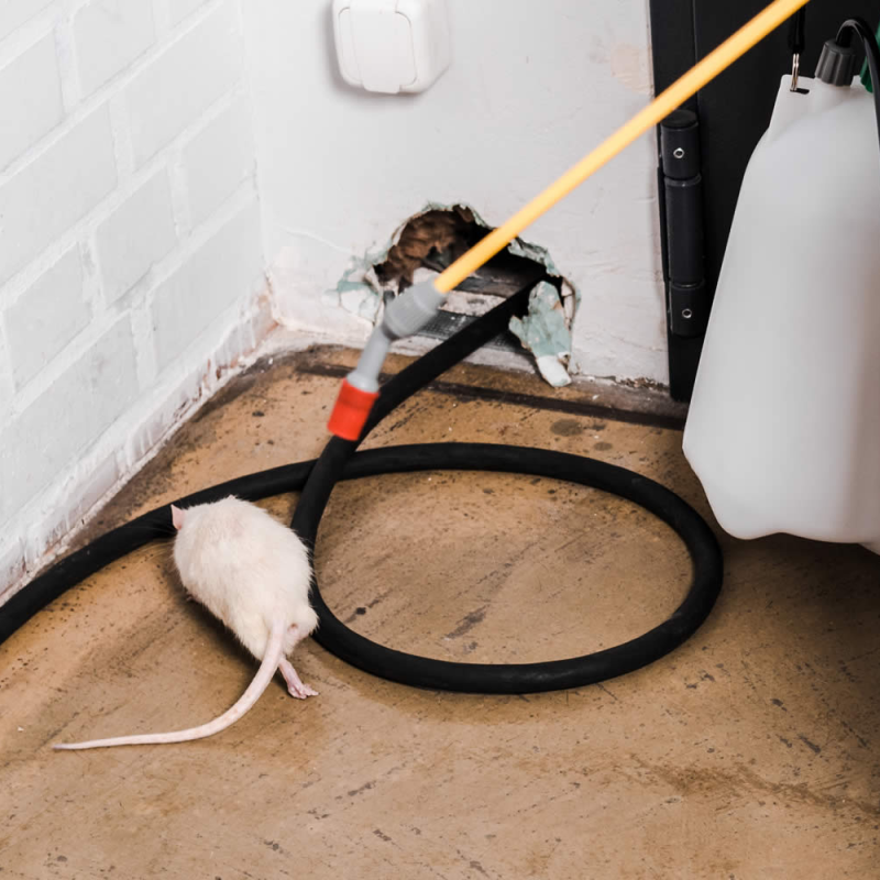 apartment-pest-treatment-clayton-raleigh-cary.webp